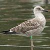 juvenile LBBG, ringed in the Netherlands.